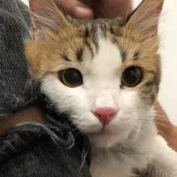 گربه پرشین|گربه|قم, پردیسان|دیوار