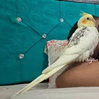 عروس هلندی گمشده (مژدگانی ویژه)