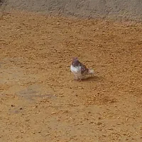 کفتر|لوازم جانبی حیوانات|بیستون, |دیوار