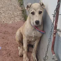 توله 3ماه پژدروسراب