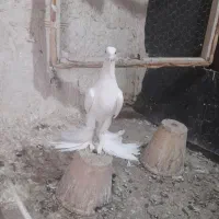 کبوتر اوجا پاچا تبریزی کربلایی مخمل سرسفید