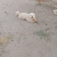 سگ پاکوتاه|سگ|گنبکی, |دیوار