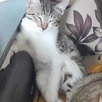 واگذاری گربه ۶ ماهه