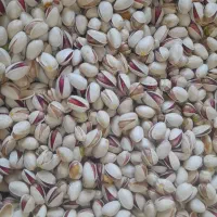 فروش-باغ-پسته-20-ساله-بارده