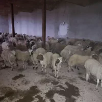 بره ریز و کشتاری