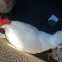 فروش خروس سرحال وسالم