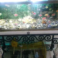 اگواریم|ماهی|پاکدشت, پاکدشت (مامازند)|دیوار