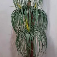 گلدان نخل