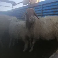 گوسفند|حیوانات مزرعه|جوانرود, |دیوار