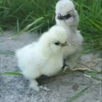 فروش جوجه های ابریشمی کوپال فول کیفیت و ارسال