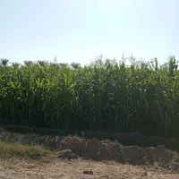 علوفه ذرت|حیوانات مزرعه|ایرانشهر, |دیوار