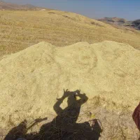 فروش کاه
