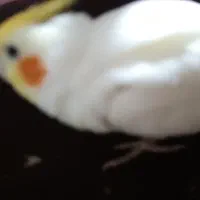 عروس هلندی رام و اواز خان