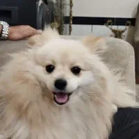 پامرانین|سگ|بناب, |دیوار