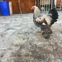 مرغ و خروس برهما و گلین و لهستانی|حیوانات مزرعه|مریوان, |دیوار