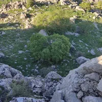 بذرنخود‌پاییزه