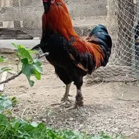 خروس محلی