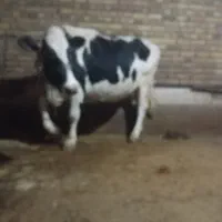 گاو گوساله|حیوانات مزرعه|دینور, |دیوار