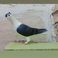 ابلغ.ساده.افشون.سادهکاکلی.سرور|پرنده|چناران, |دیوار