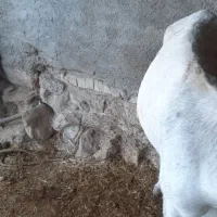 حیوانات مزرعه|حیوانات مزرعه|کوهدشت, |دیوار