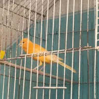 قناریهای نر مست بخون 5عدد