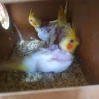 عروس هلندی لوتینو|پرنده|ری, فیروزآبادی|دیوار