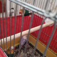 پابلو برزیلی|پرنده|اسلامآباد غرب, |دیوار