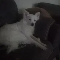 واگذاری اشپیتز|سگ|گلبهار, شهر جدید گلبهار|دیوار