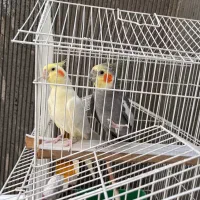 عروس هلندی نر و ماده لوتینو