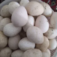 تخم بوقلمون برنز نطفه دار تازه