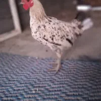 نیمچه خروس گلین لری اصیل کمیاب|حیوانات مزرعه|سنندج, |دیوار