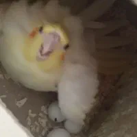 ۱۴ جفت عروس هلندی|پرنده|رباط‌کریم, نصیرشهر|دیوار