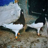 کفتر کبوتر سرور دورگ یهودی دمبی