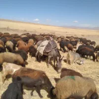 الاق الاغ ماده یا خر معاوضه با گوسفند یا بره ماده|حیوانات مزرعه|صائین قلعه, |دیوار