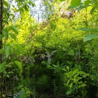 نهال ریشه پرودرشت هم پیوندی و غیره ارتفاع ۲تا۳متری