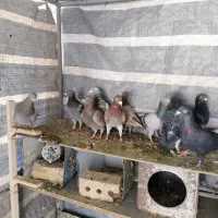 کبوتر پلاکی شهری بهبهونی|پرنده|شیراز, دشت چنار|دیوار