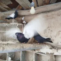 کبوتر سیه سیاه و سفید|پرنده|لیلان, |دیوار