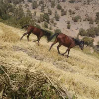 یک عدد مادیان همراه با کره مادیان وآبستن|اسب و تجهیزات اسب‌سواری|سی‌سخت, |دیوار