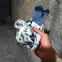 پرشی  شقشقی|پرنده|دره شهر, |دیوار