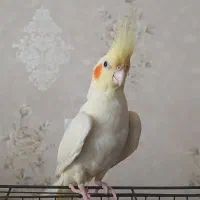 عروس هلندی البینو نر ۴ ماهه