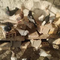 کفتر کبوتر|پرنده|شیراز, درکی|دیوار