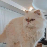 گربه پرشین هیمالیا