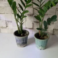 گل آپارتمانی زاموفیلیا و...|گل و گیاه طبیعی|فردیس, شهرک ۱۱۰|دیوار