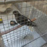 یک عدد کبوتر دم سفید نر