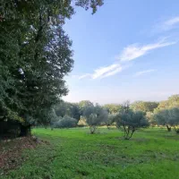 باغ زیتون 5000 متری سنددار صیاد شیرازی|فروش دفتر صنعتی، کشاورزی، تجاری|گرگان, |دیوار