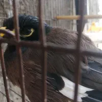 مرغ مینا