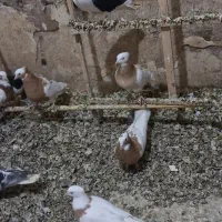 طوقی|پرنده|اسفرورین, |دیوار