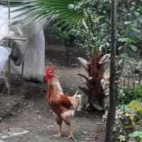 معاوضه  خروس با ۲ عدد مرغ