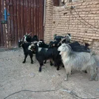 فروش بز جوان داشتی نازدار|حیوانات مزرعه|شیراز, اکبر آباد|دیوار