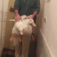 دو عدد اردک ،فروش در  رابر